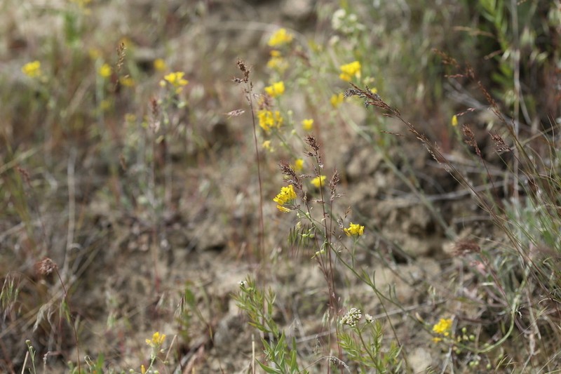 Douglas' Bladderpod photo 7