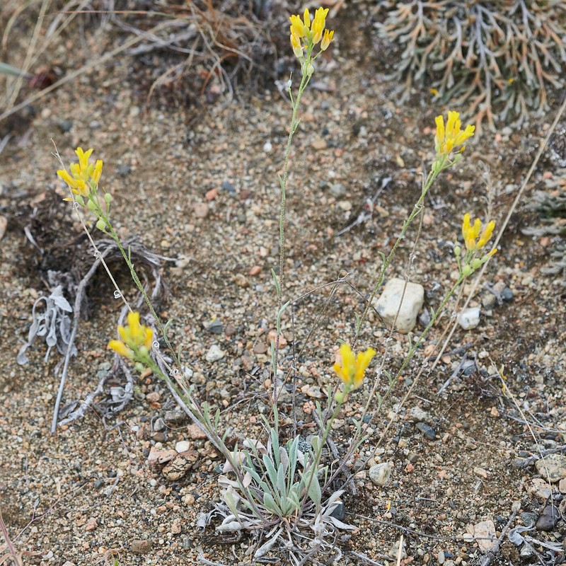 Douglas' Bladderpod photo 8