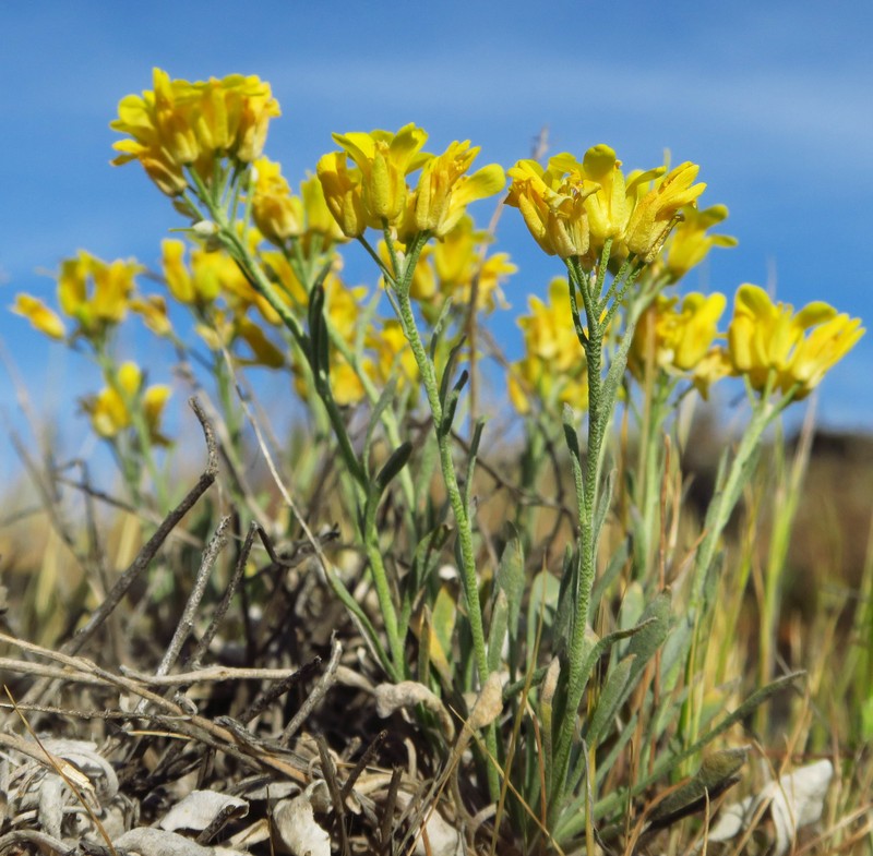 Physaria douglasii subsp. douglasii