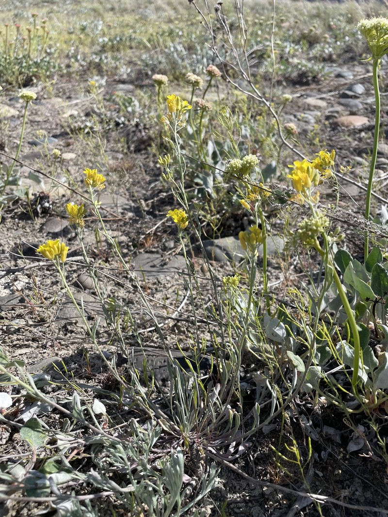 Physaria douglasii subsp. douglasii photo 2