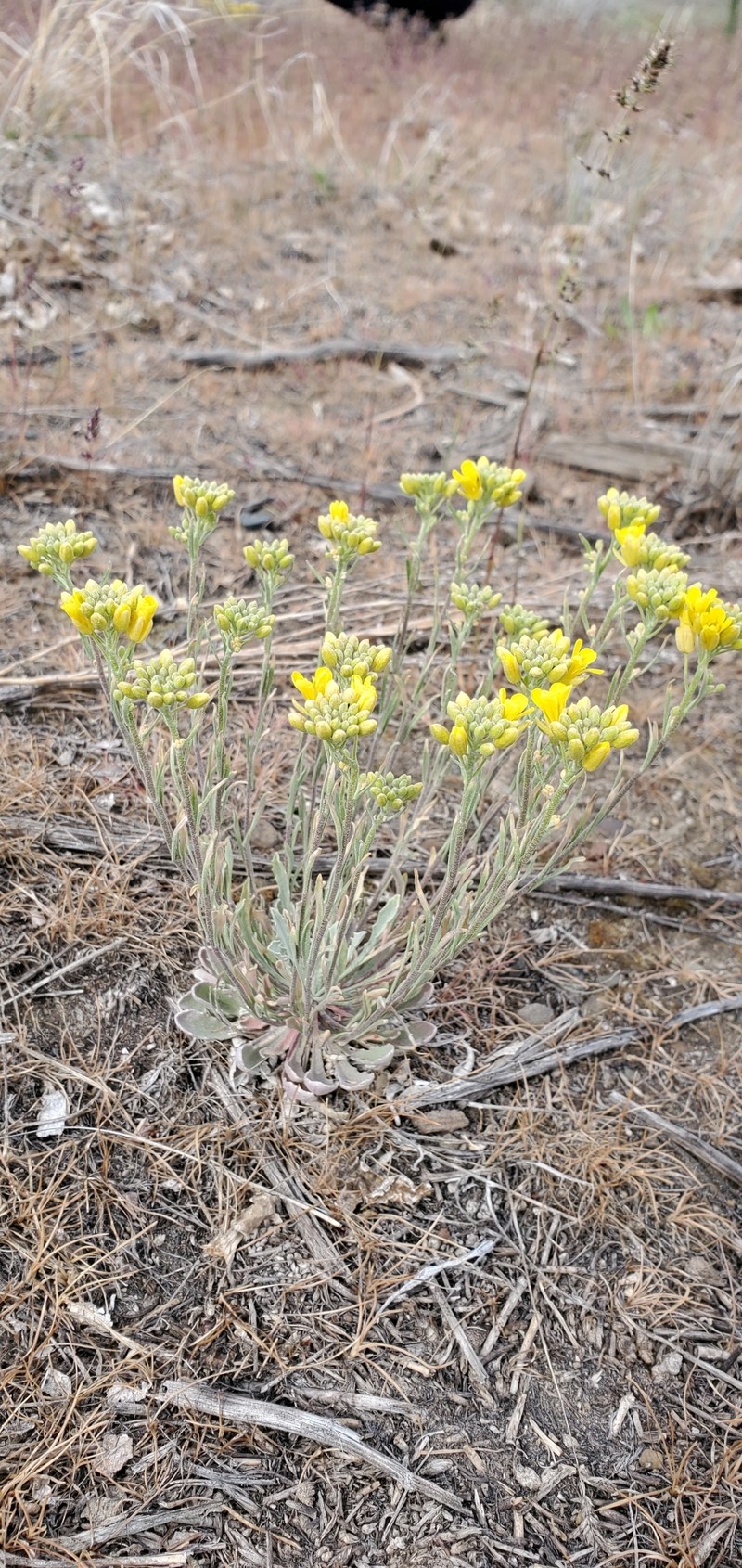 Physaria douglasii subsp. douglasii photo 3