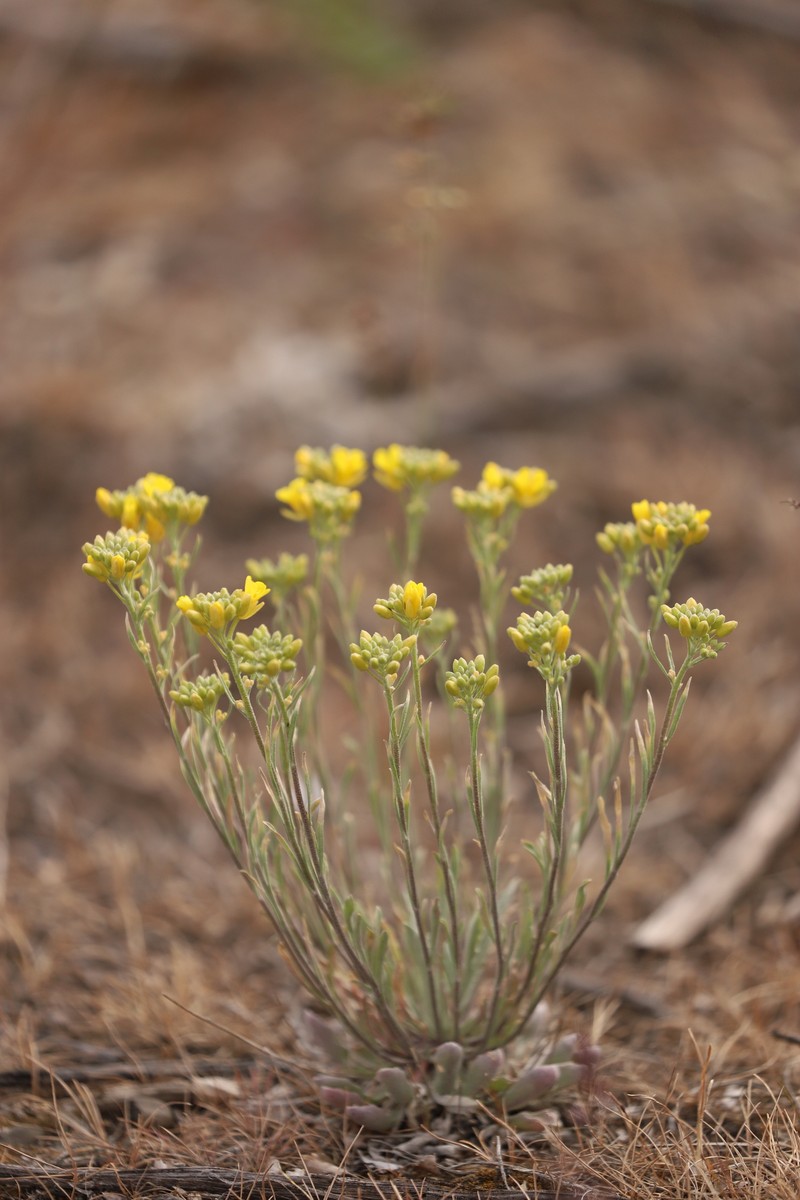 Physaria douglasii subsp. douglasii photo 4