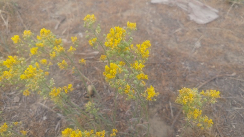Physaria douglasii subsp. douglasii photo 5