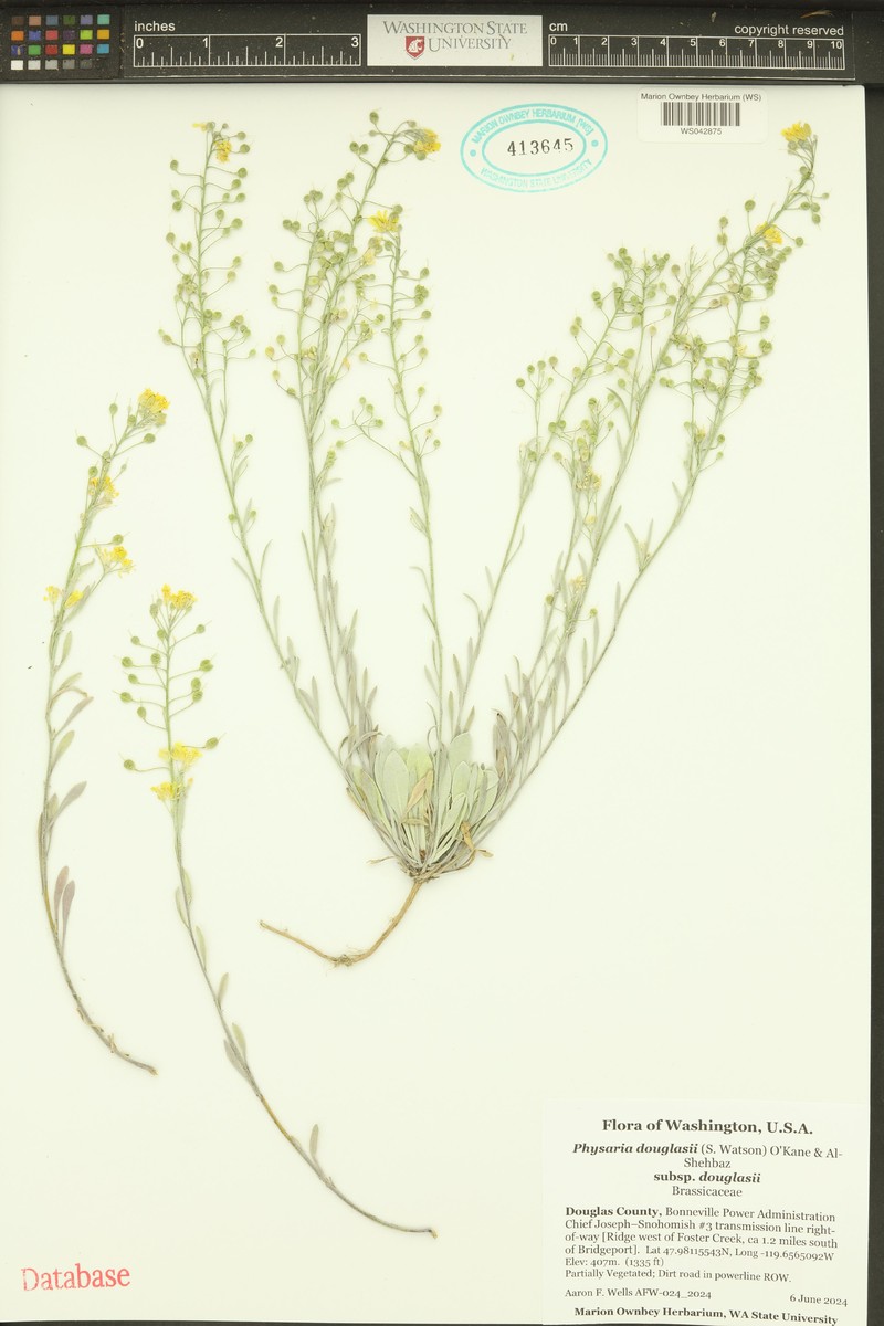 Physaria douglasii subsp. douglasii photo 6