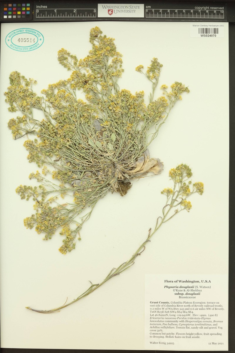 Physaria douglasii subsp. douglasii photo 7