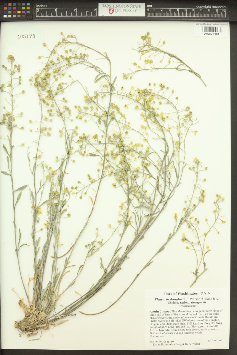 Physaria douglasii subsp. douglasii photo 8
