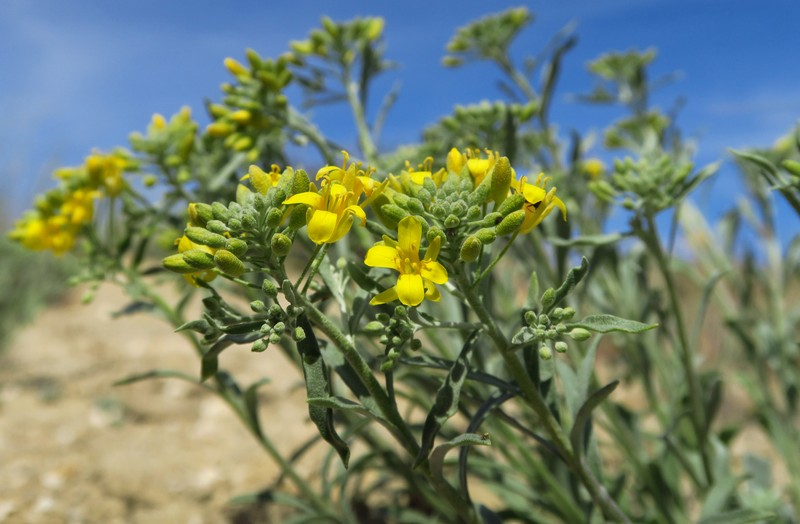 White Bluffs Bladderpod