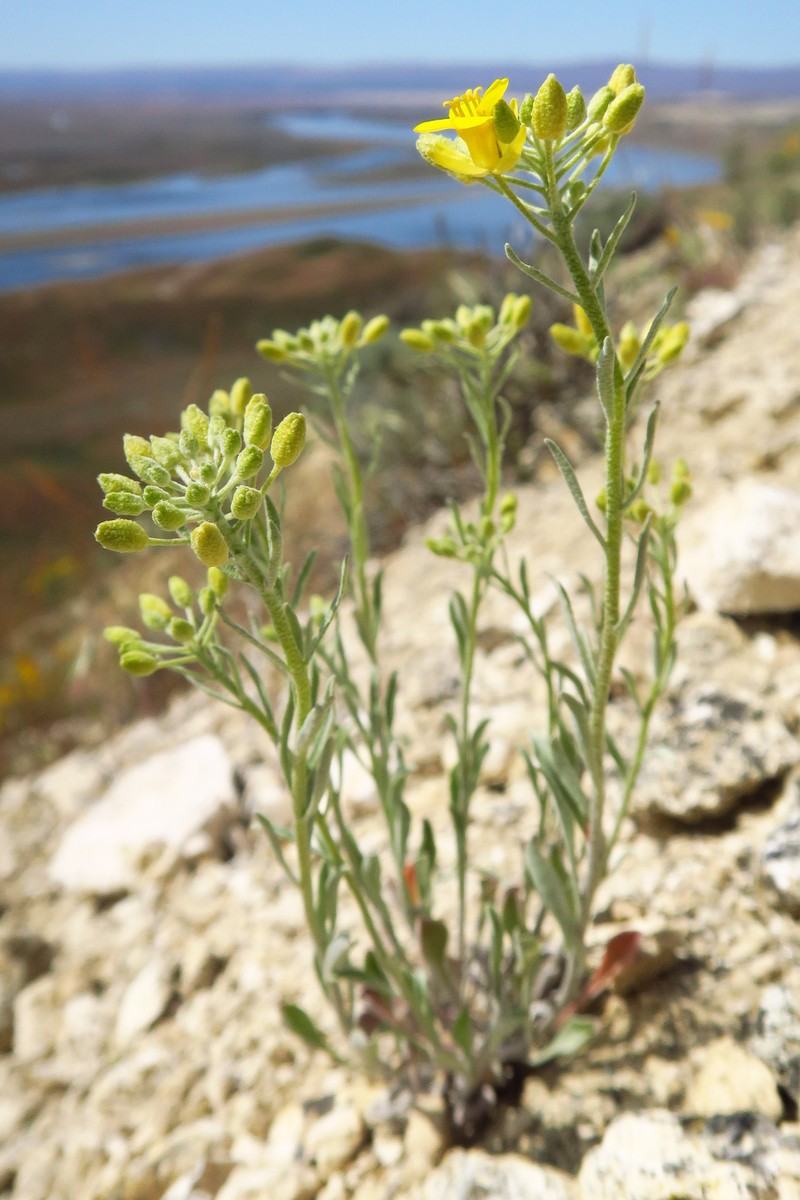 White Bluffs Bladderpod photo 2