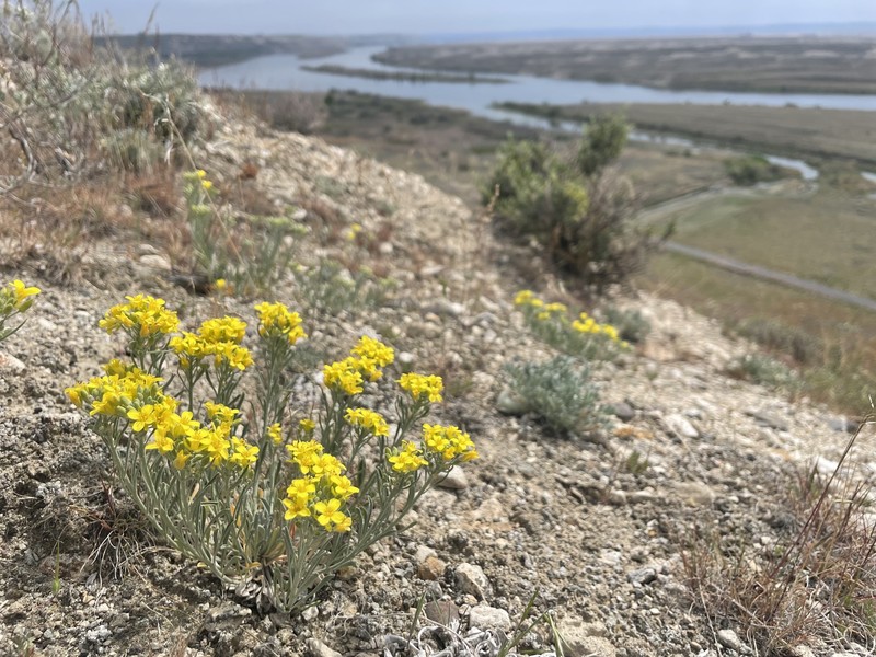 White Bluffs Bladderpod photo 3