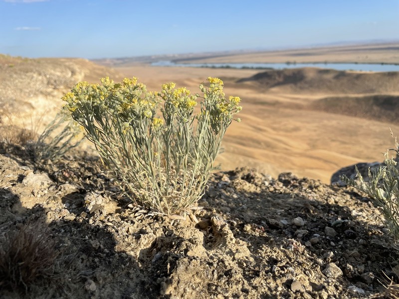 White Bluffs Bladderpod photo 4