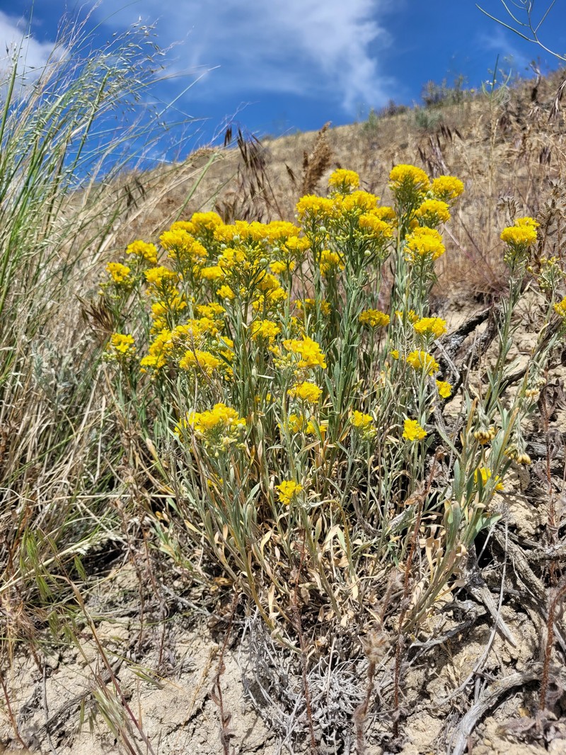 White Bluffs Bladderpod photo 5