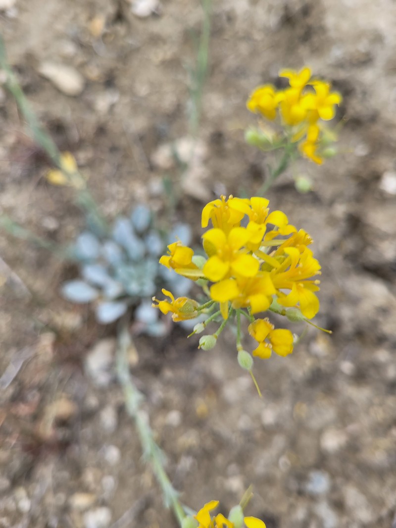 White Bluffs Bladderpod photo 6