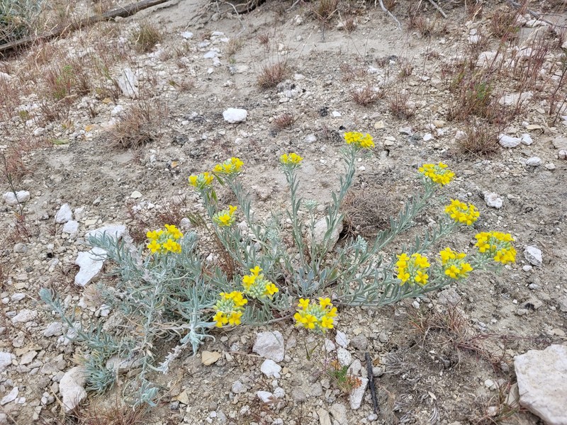 White Bluffs Bladderpod photo 7
