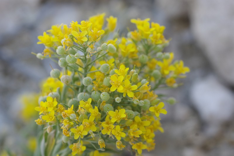 White Bluffs Bladderpod photo 8