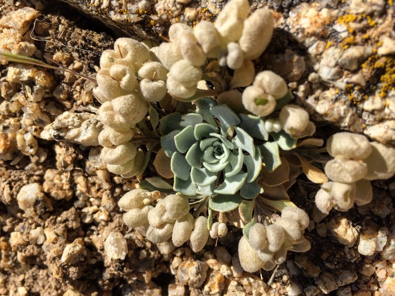 Devils Gate Twinpod photo 2