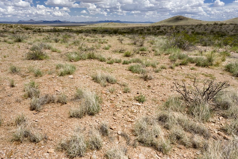 Engelmann's Bladderpod
