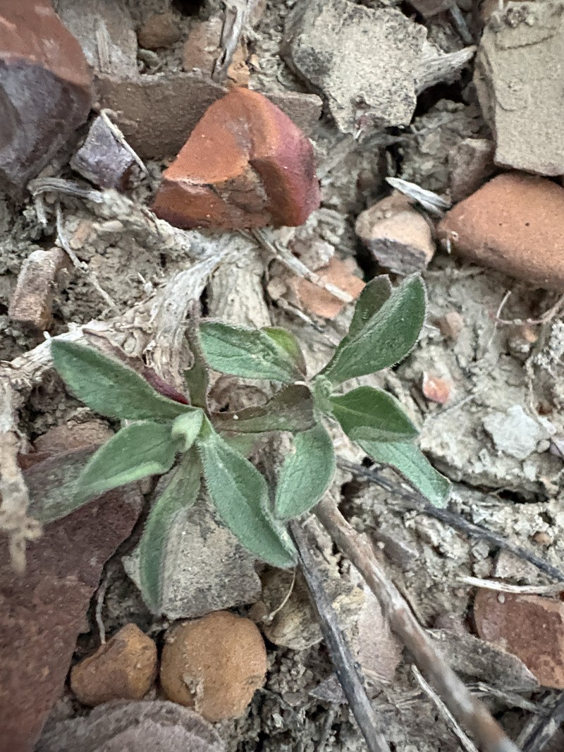 Engelmann's Bladderpod