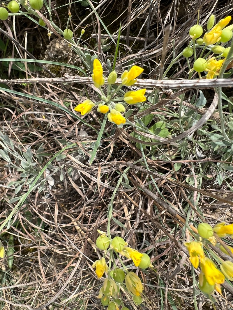 Engelmann's Bladderpod photo 2
