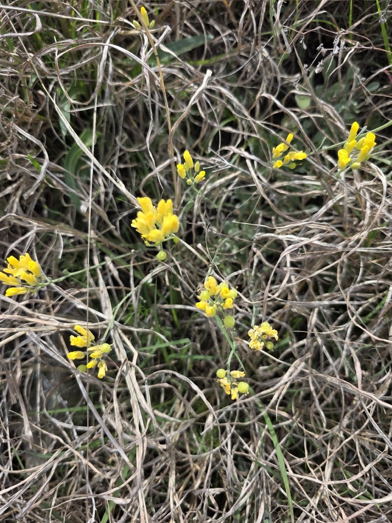Engelmann's Bladderpod photo 3