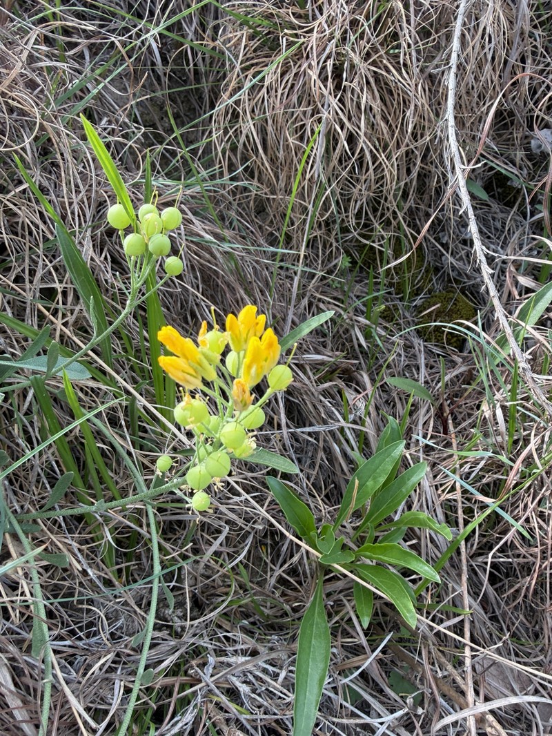 Engelmann's Bladderpod photo 4