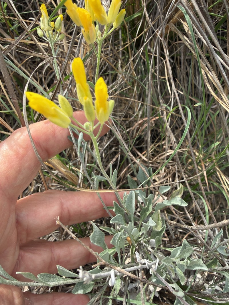 Engelmann's Bladderpod photo 5