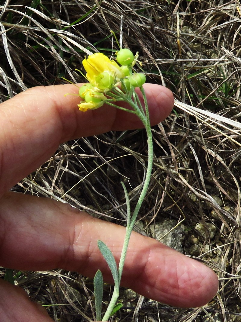 Engelmann's Bladderpod photo 6
