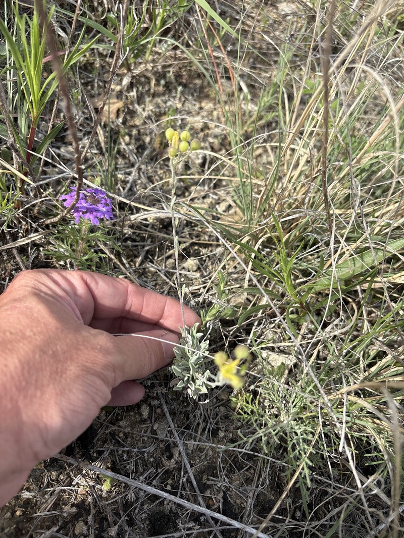 Engelmann's Bladderpod photo 7