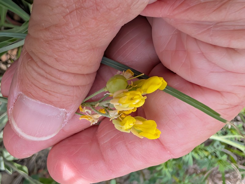 Engelmann's Bladderpod photo 8