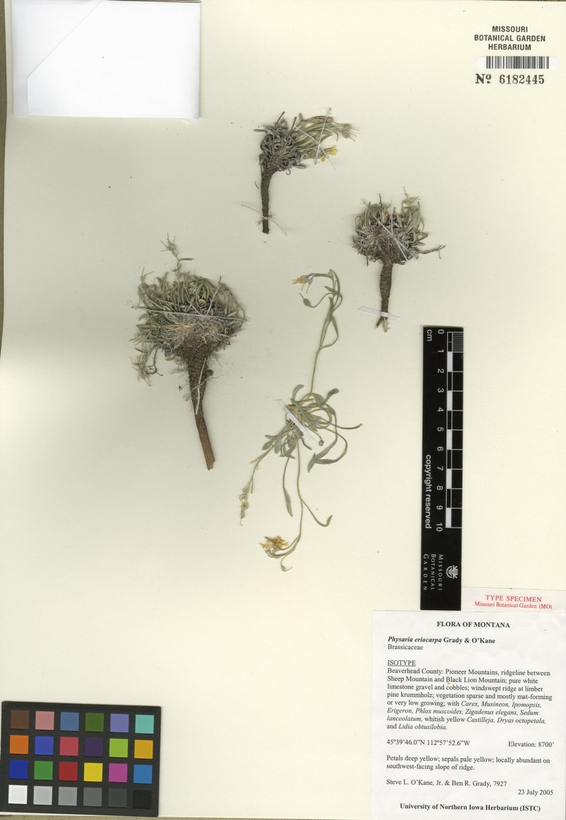 Physaria eriocarpa
