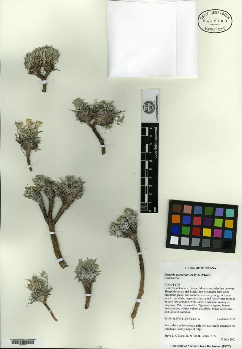 Physaria eriocarpa photo 2