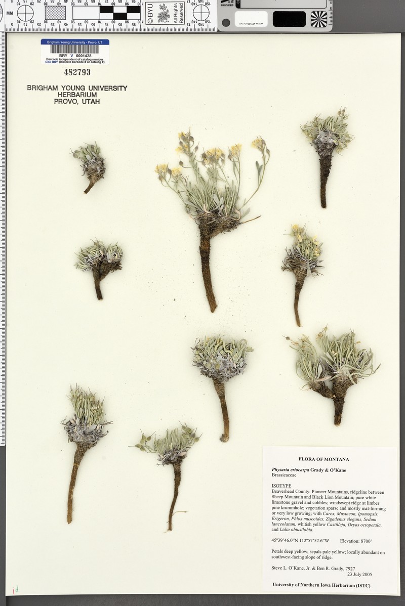 Physaria eriocarpa photo 3