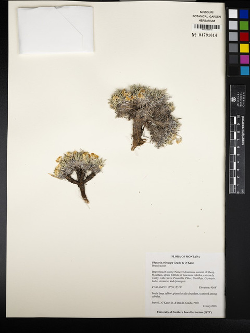 Physaria eriocarpa photo 4
