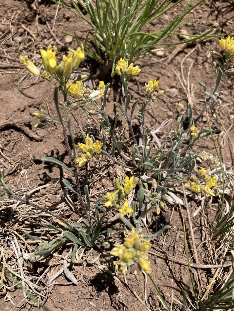Physaria fallax