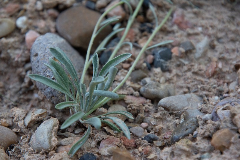 Physaria fallax photo 2