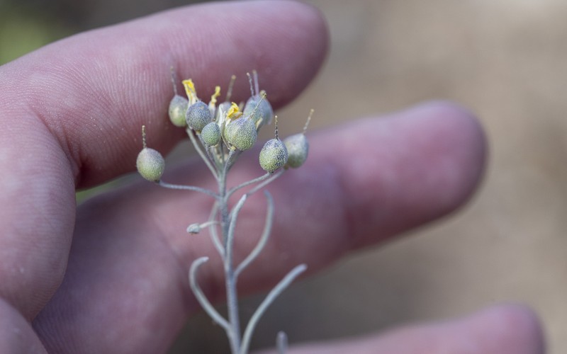 Physaria fallax photo 3