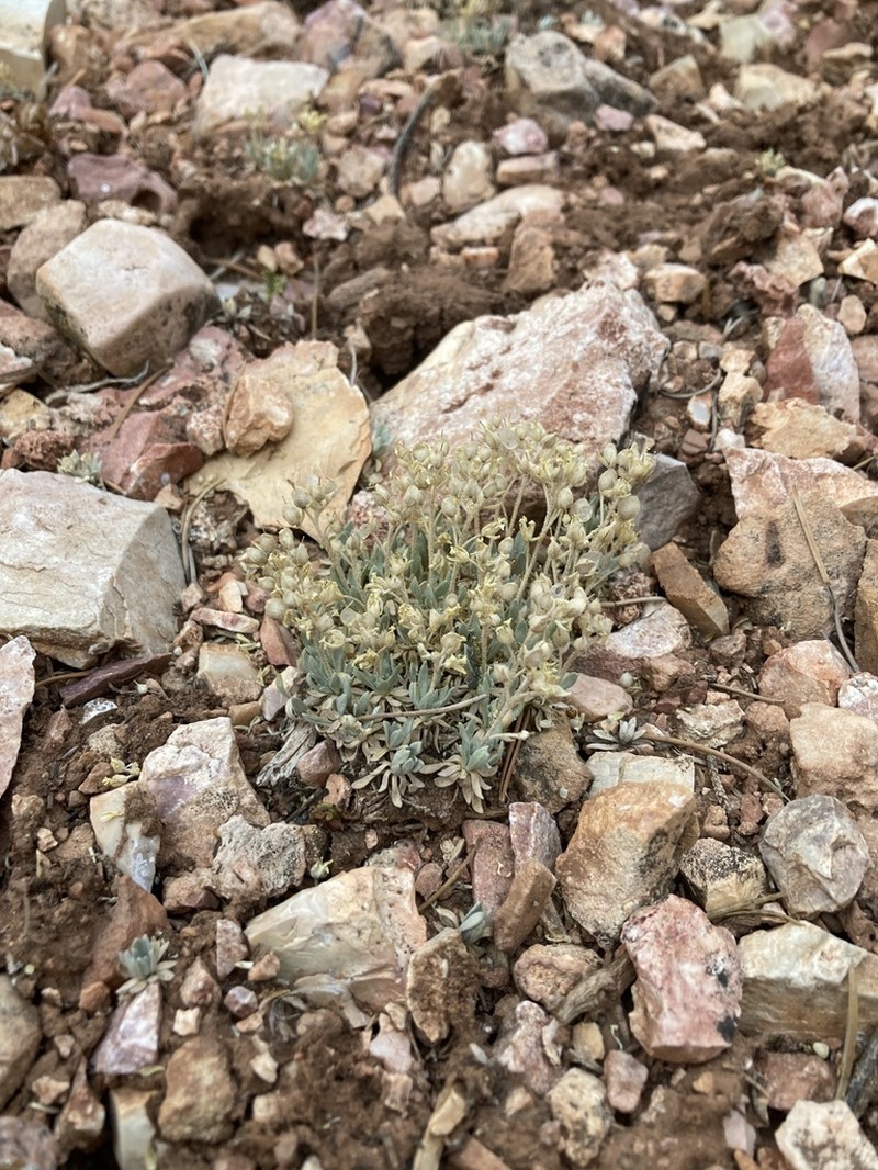 Physaria fallax photo 4
