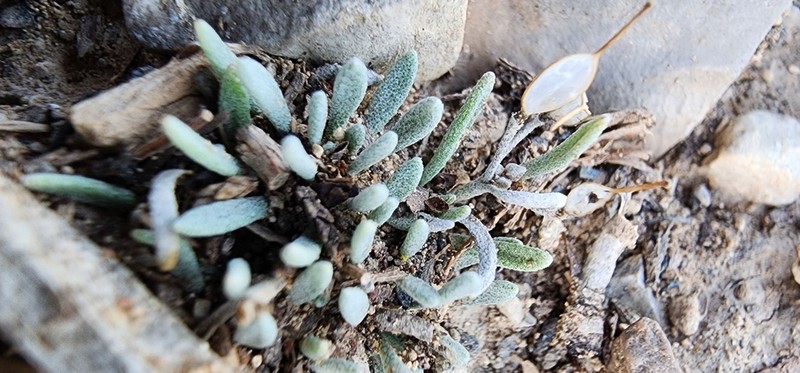 Physaria fallax photo 5
