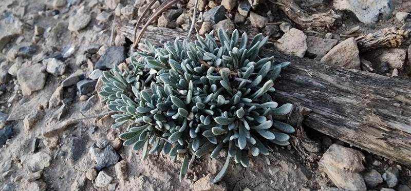 Physaria fallax photo 6