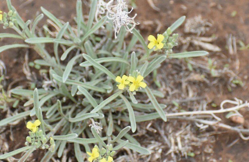 Physaria fallax photo 7