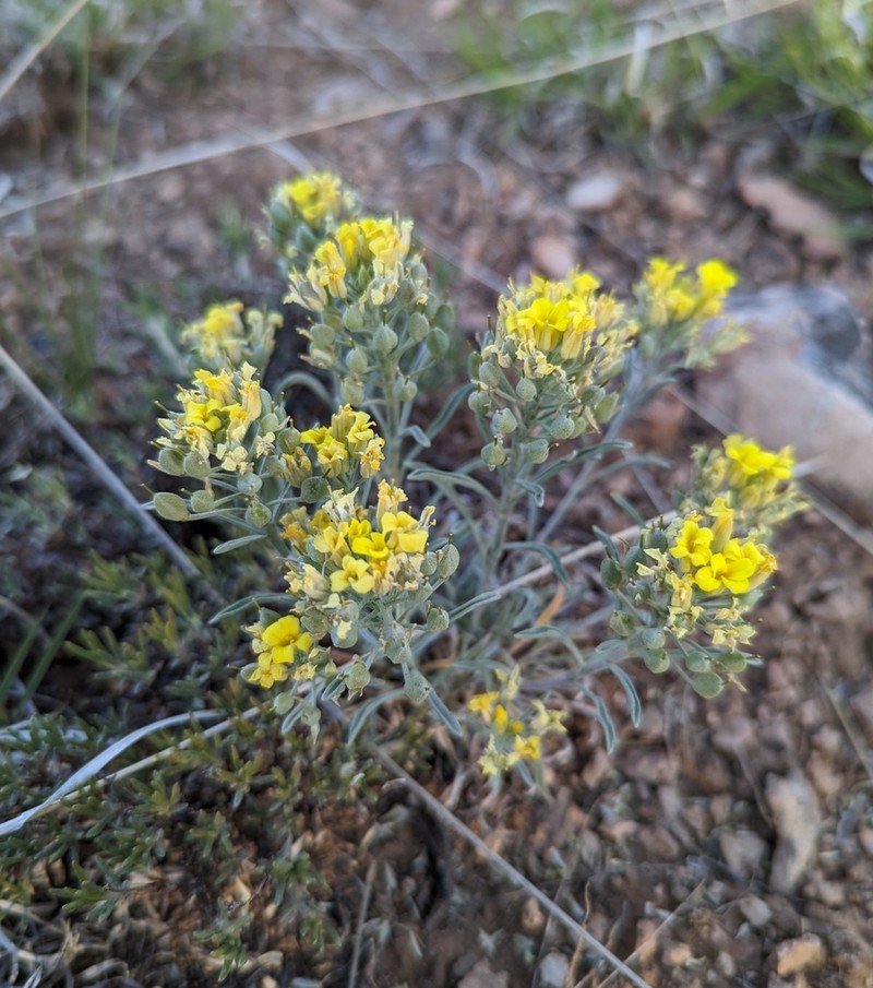 Physaria fallax photo 8