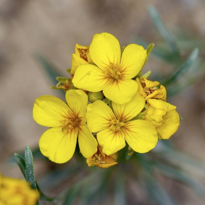 Fendler's Bladderpod
