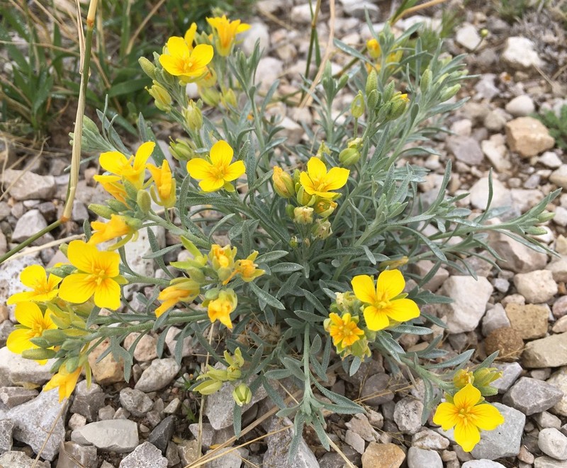 Fendler's Bladderpod photo 2