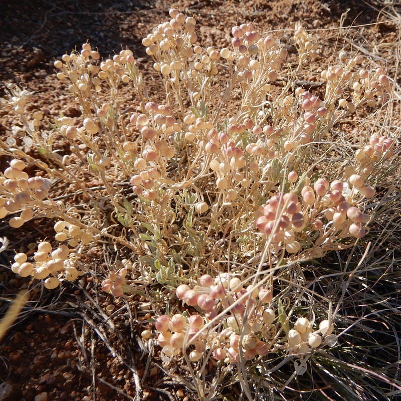 Fendler's Bladderpod photo 3