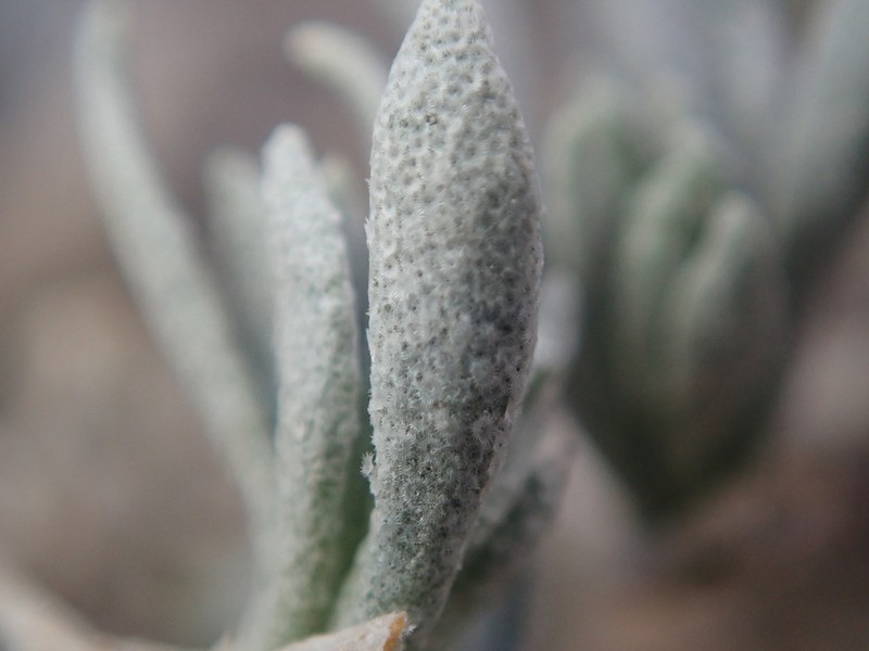 Fendler's Bladderpod photo 4