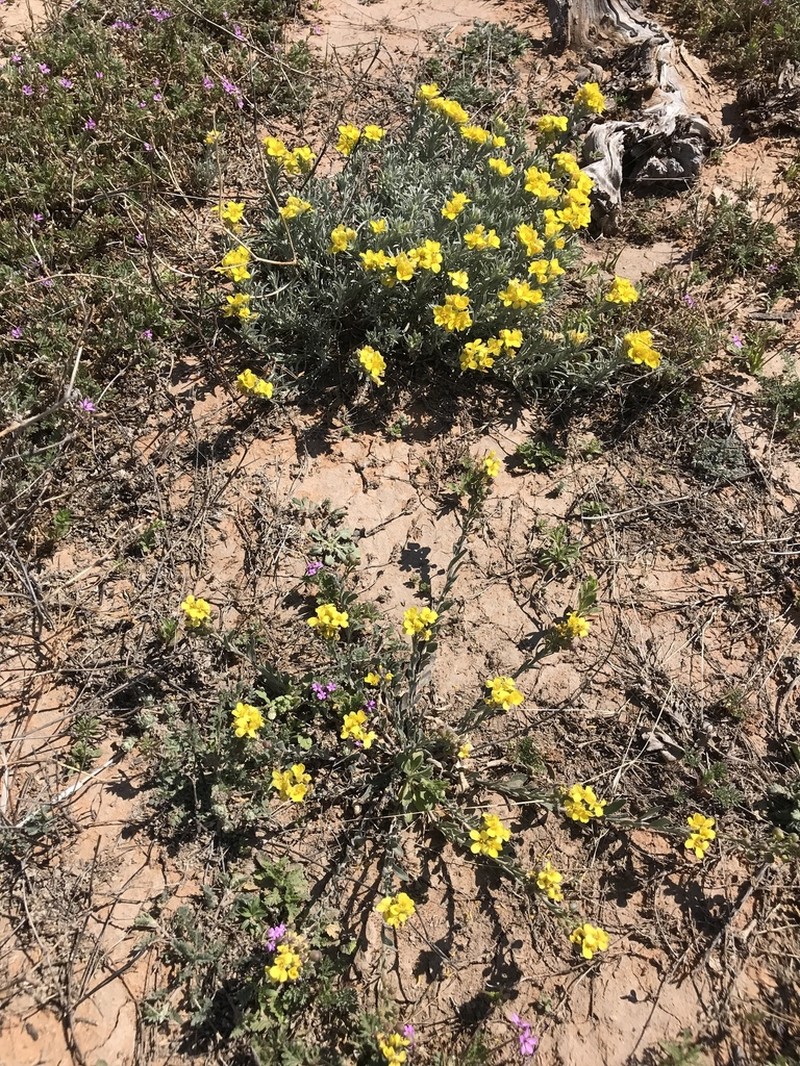 Fendler's Bladderpod photo 5