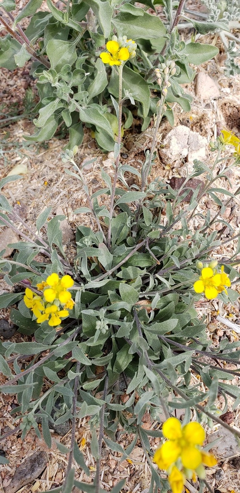 Fendler's Bladderpod photo 6