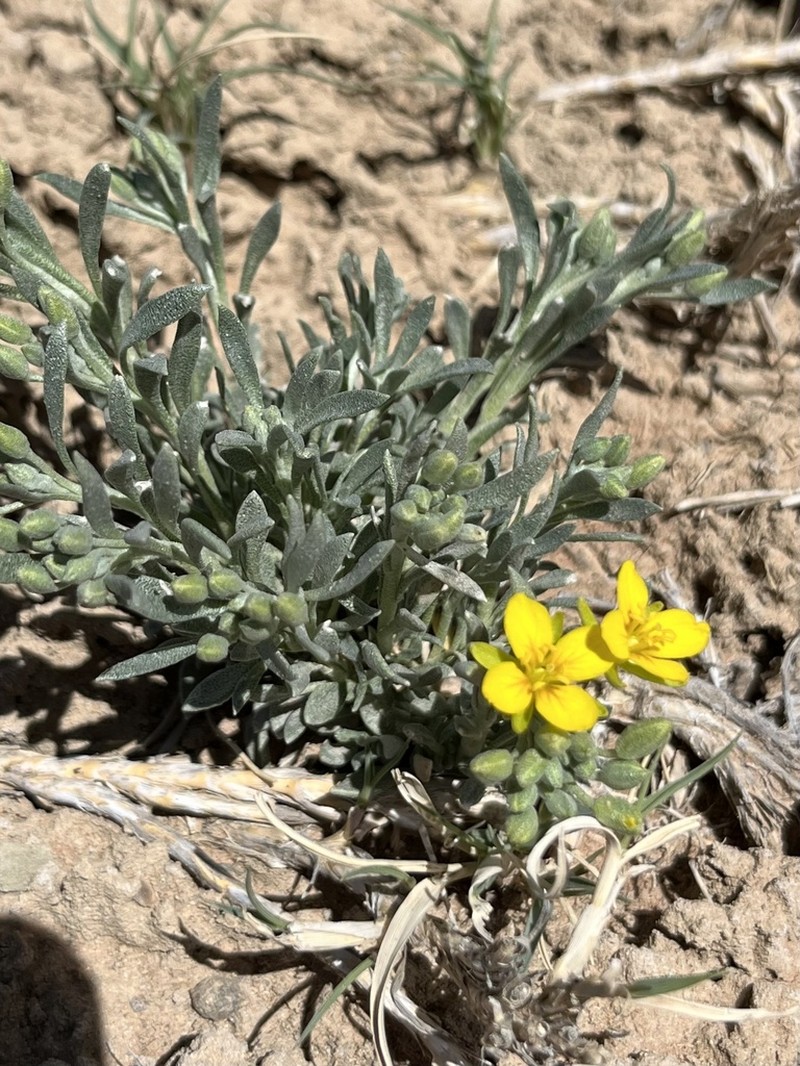 Fendler's Bladderpod photo 7