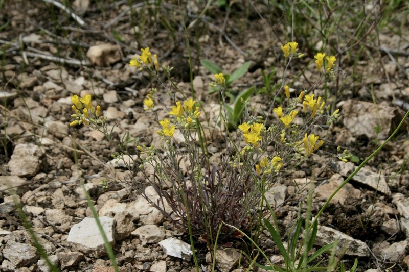 Limestoneglade Bladderpod