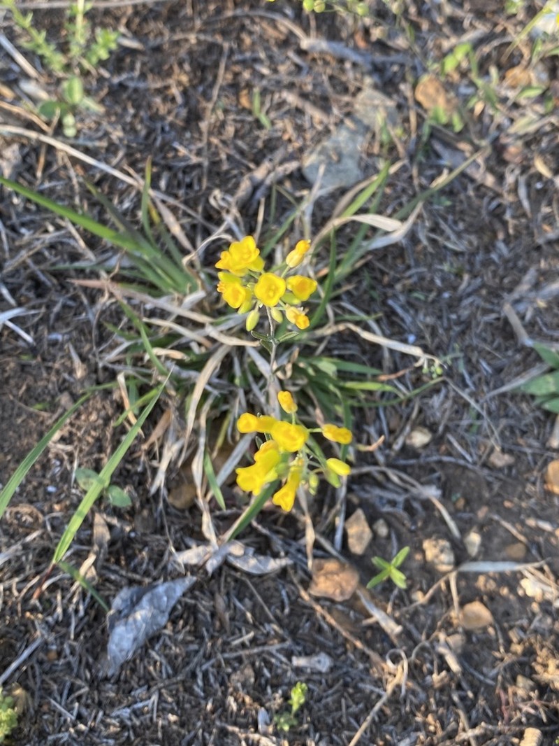 Limestoneglade Bladderpod photo 2
