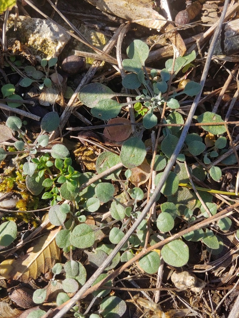 Limestoneglade Bladderpod photo 3